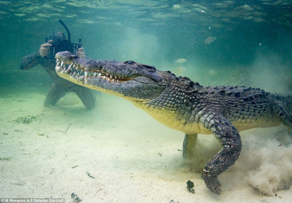 Giải mã giấc mơ thấy cá sấu