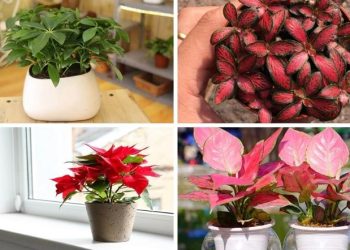Người mệnh Hỏa hợp với cây phong thủy nào?