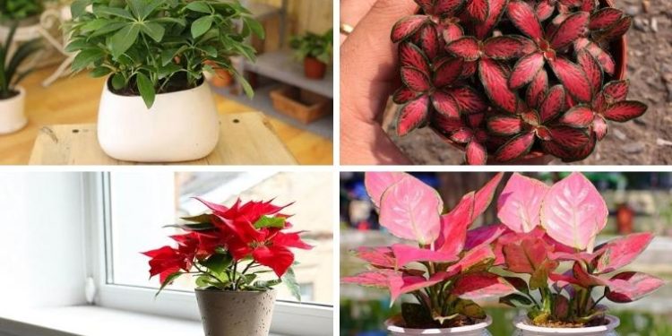 Người mệnh Hỏa hợp với cây phong thủy nào?