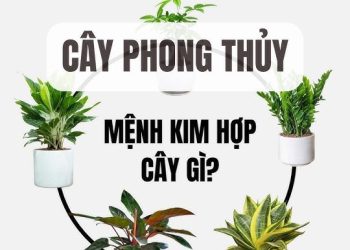 Người mệnh Kim hợp cây gì theo phong thủy?