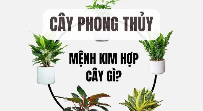 Người mệnh Kim hợp cây gì theo phong thủy?