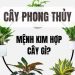 Người mệnh Kim hợp cây gì theo phong thủy?