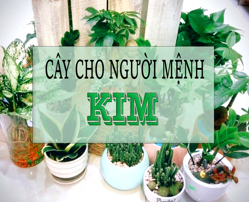 Người mệnh Kim hợp cây gì theo phong thủy?