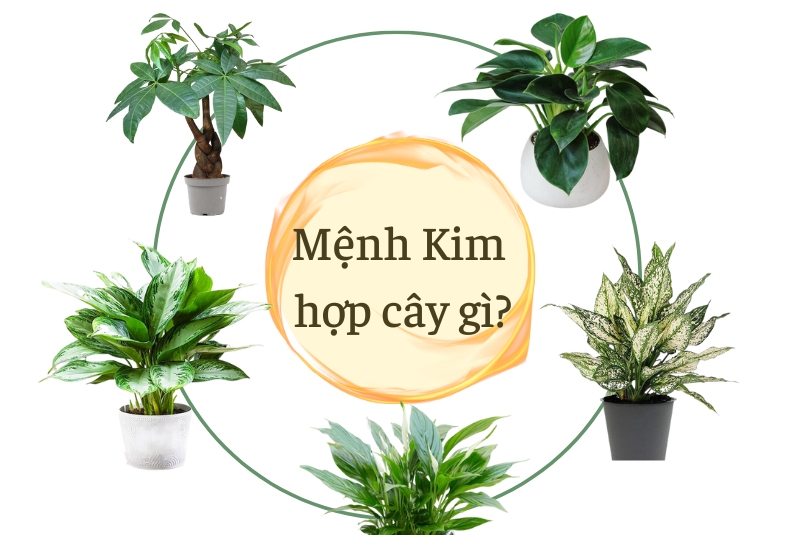 Cách chăm sóc cây hợp mệnh Kim