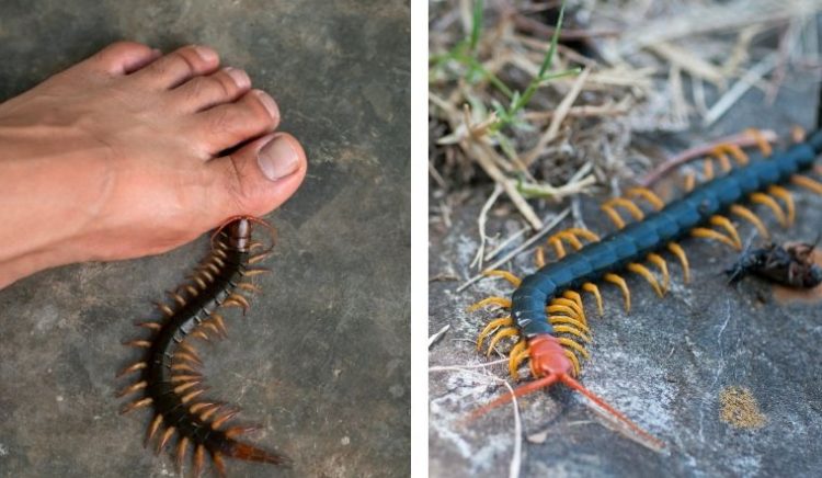 Mơ thấy rết mang ý nghĩa gì? - Tin tức phong thủy, cung số mệnh